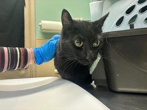 GIDGET - Domestic Short Hair for adoption in Seattle