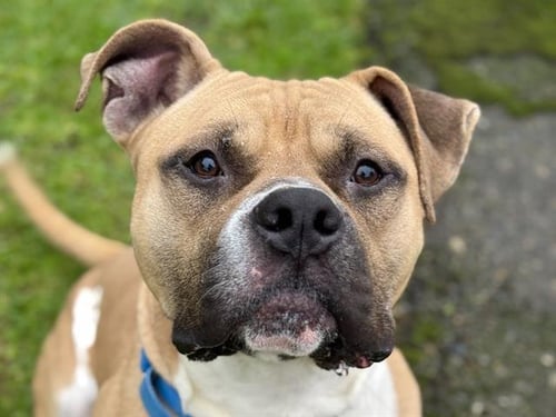 AUGUSTUS - Pit Bull Terrier available for adoption