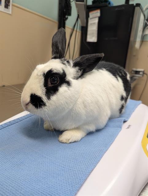 LELA - English Spot available for adoption