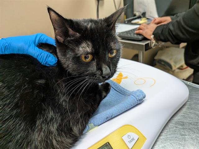 NEFERTARI VIVI - Domestic Short Hair available for adoption