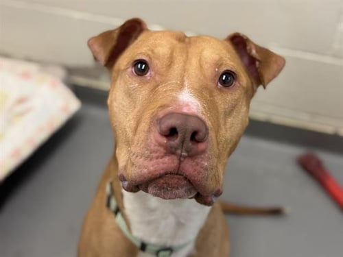 OSTA - Pit Bull Terrier available for adoption