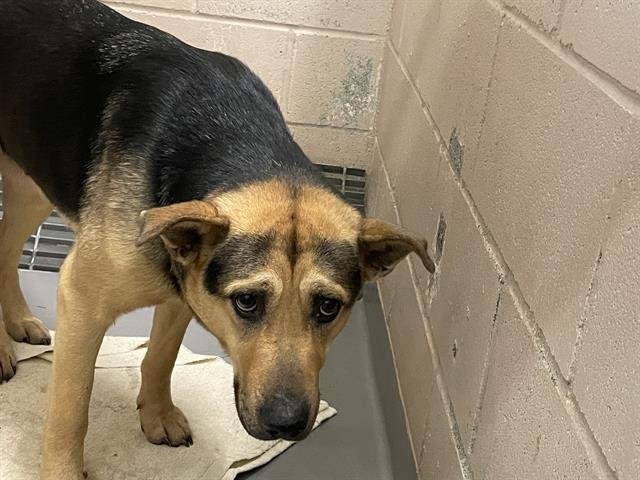 GLINDA - German Shepherd Dog available for adoption