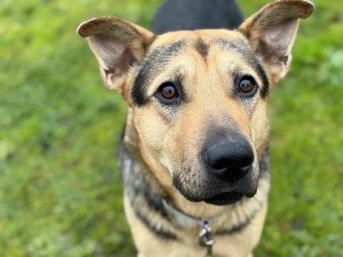 GLINDA - German Shepherd Dog available for adoption
