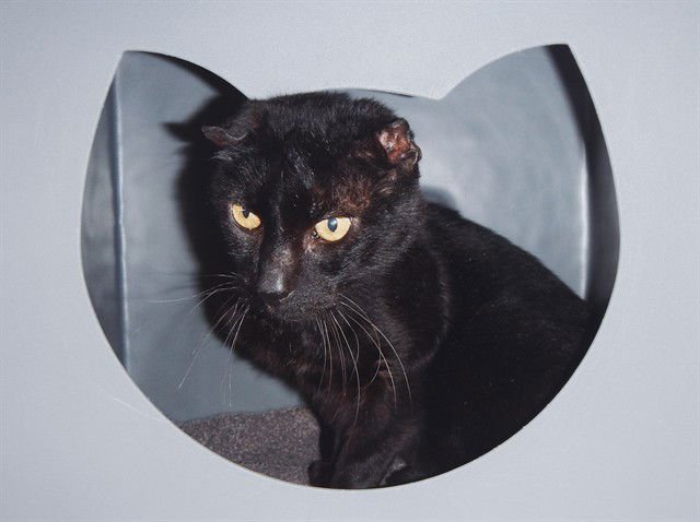 UNO - Domestic Short Hair available for adoption