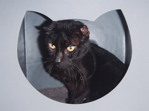 UNO - Domestic Short Hair for adoption in Seattle