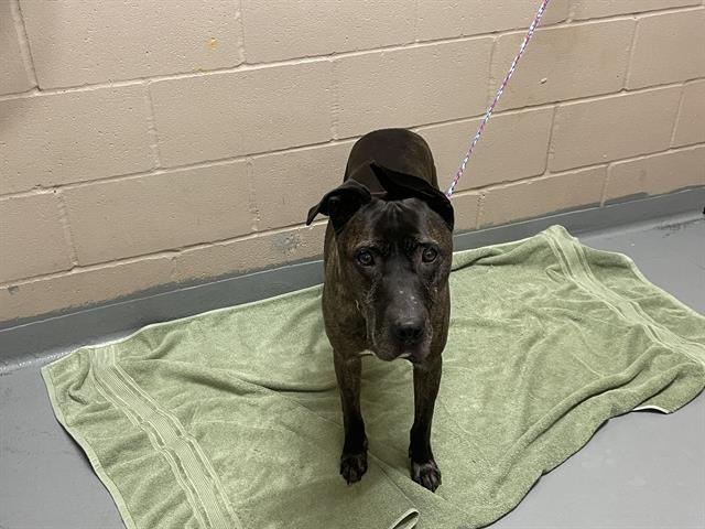 EDGAR - Pit Bull Terrier available for adoption