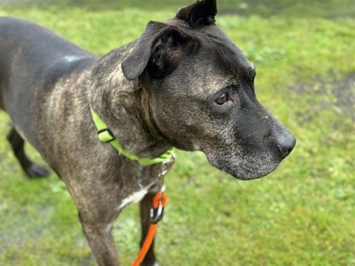 EDGAR - Pit Bull Terrier available for adoption