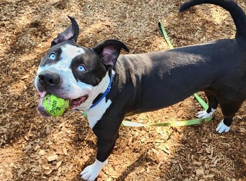 BUTCH - Pit Bull Terrier available for adoption