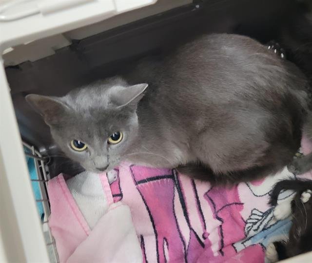 NAMI - Domestic Short Hair available for adoption