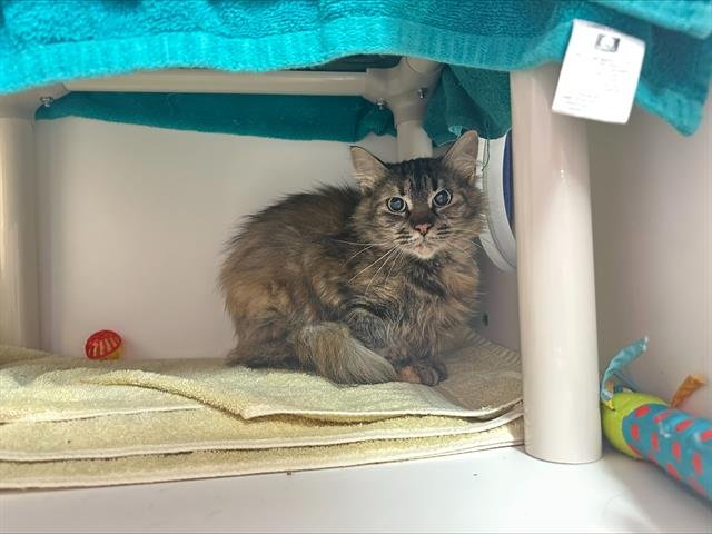 NICO ROBIN - Domestic Medium Hair available for adoption