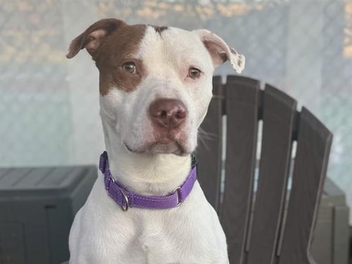 GREGORY - Pit Bull Terrier available for adoption