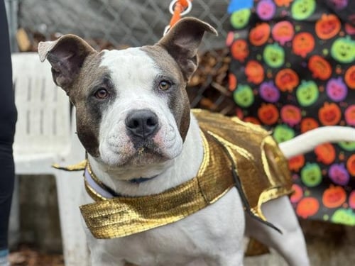 BRUIN - Pit Bull Terrier available for adoption