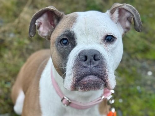 ADDIE - Boxer available for adoption
