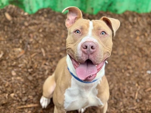 ARCHIE - Pit Bull Terrier available for adoption