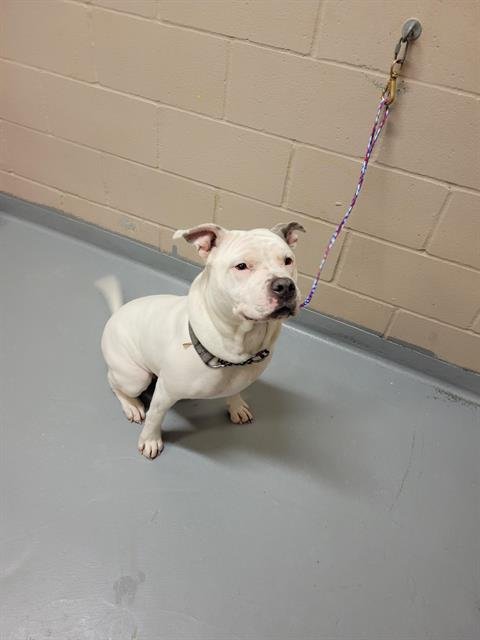 HOSTESS - Pit Bull Terrier available for adoption