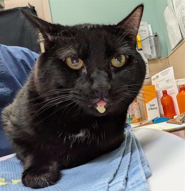 RORONOA ZORO - Domestic Short Hair available for adoption