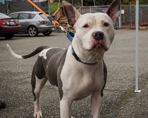 CASH - American Pit Bull Terrier available for adoption
