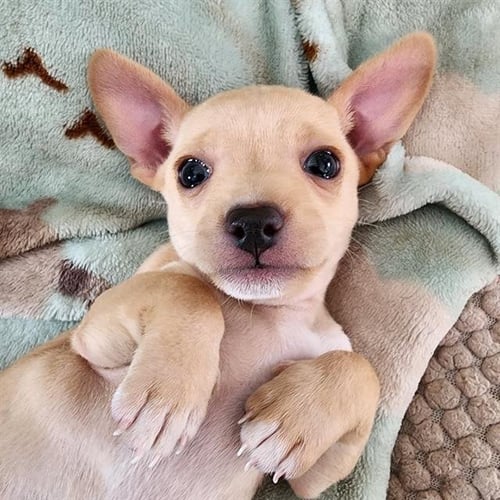 LITTLEFOOT - Chihuahua available for adoption