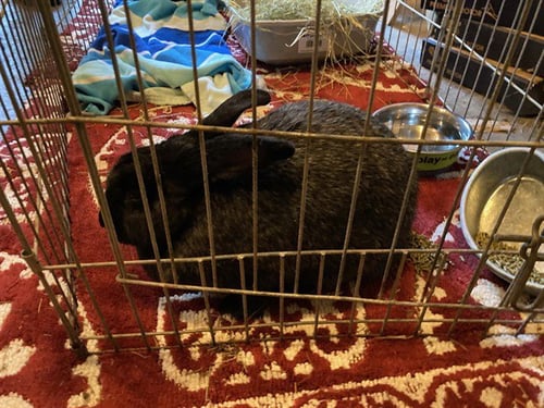 HECATE - American available for adoption
