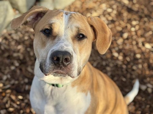 RANDY - Pit Bull Terrier available for adoption