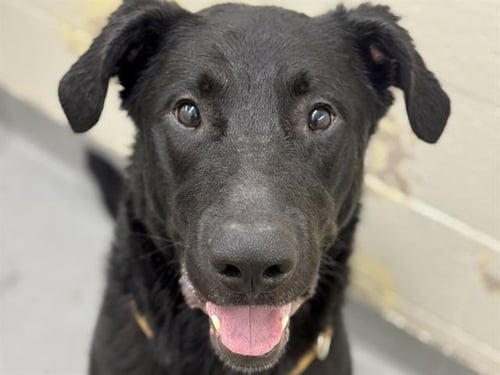 CASH - German Shepherd Dog / Labrador Retriever available for adoption
