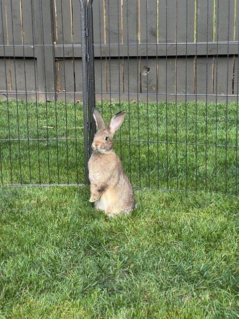 VALERIE - Shorthaired Rabbit available for adoption