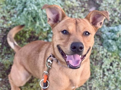 EARNEST - Pit Bull Terrier available for adoption