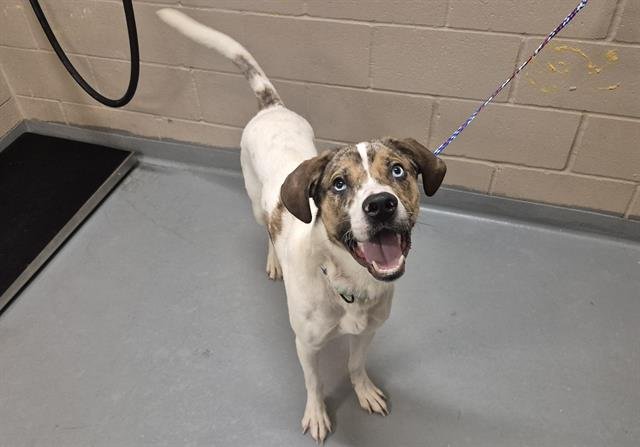 CEDAR - Catahoula Leopard Dog available for adoption