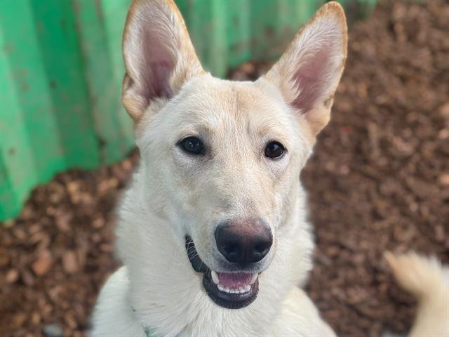 HENDRIX - German Shepherd Dog available for adoption