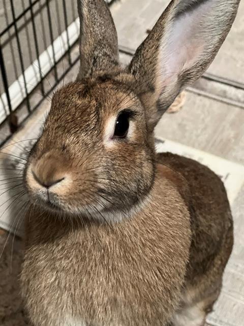 JACKIE - Shorthaired Rabbit available for adoption
