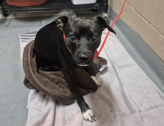 HIPPO - Chihuahua available for adoption