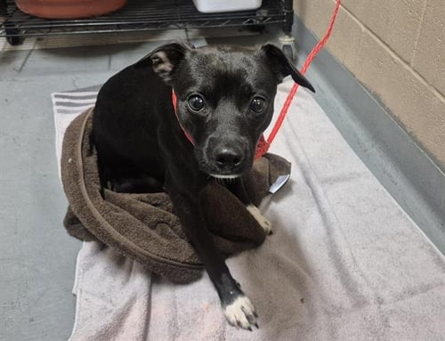 HIPPO - Chihuahua available for adoption