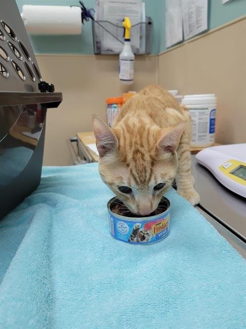 JIMMY PAGE - Domestic Short Hair for adoption in Seattle