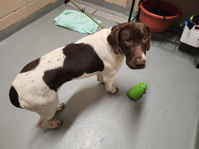 TREBBLE - German Shorthaired Pointer / Pit Bull Terrier available for adoption