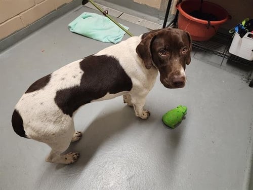 TREBBLE - German Shorthaired Pointer / Pit Bull Terrier available for adoption