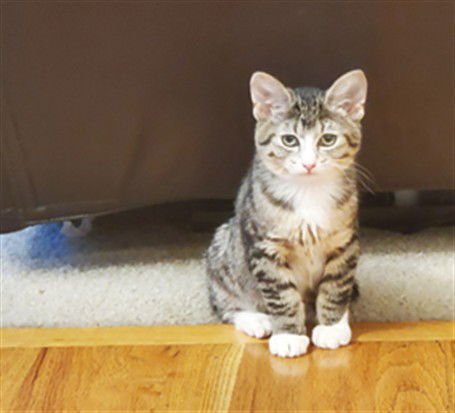 BELLA - Domestic Short Hair available for adoption