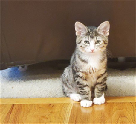 BELLA - Domestic Short Hair for adoption in Seattle