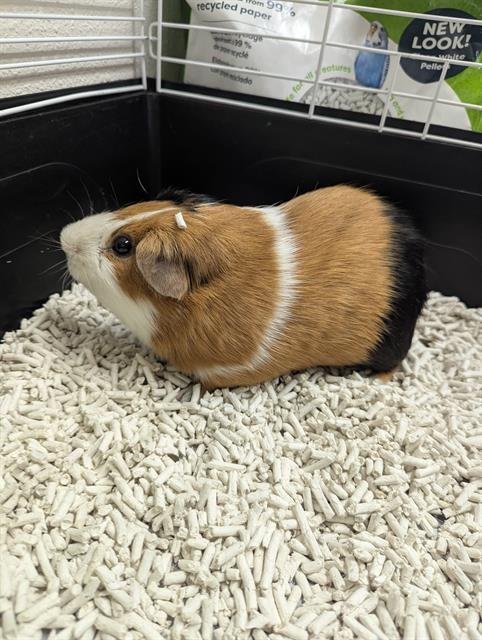 STARLA - Guinea Pig available for adoption