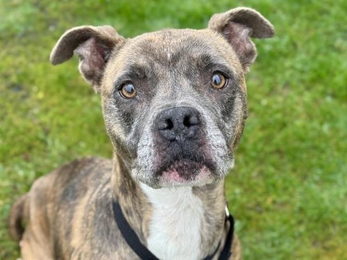 LEENA - Boxer / Pit Bull Terrier available for adoption