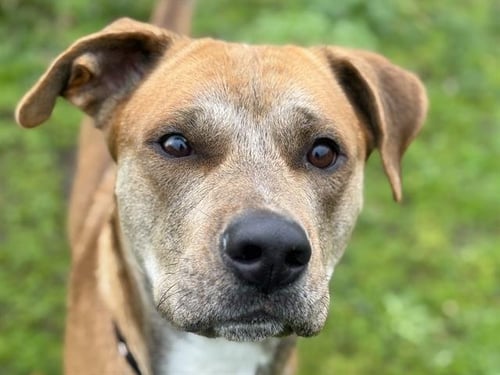 ARAGORN - Pit Bull Terrier available for adoption
