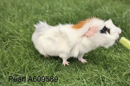 A609589 - Guinea Pig available for adoption