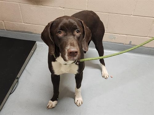 HARLEY QUINN - German Shorthaired Pointer / Pit Bull Terrier available for adoption