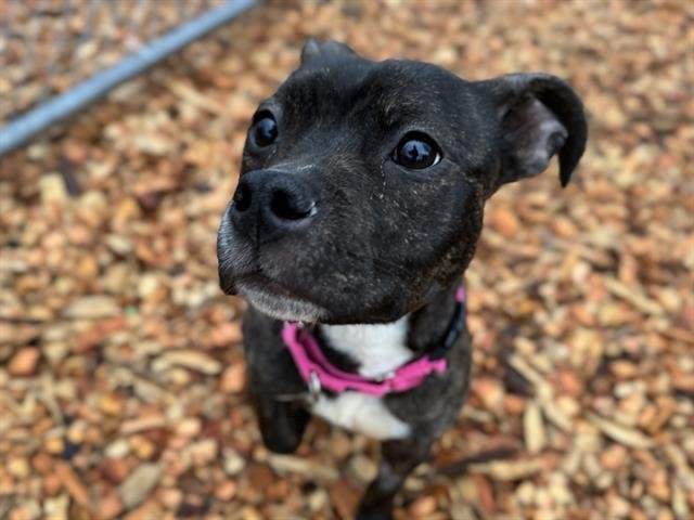 MIA - Pit Bull Terrier available for adoption