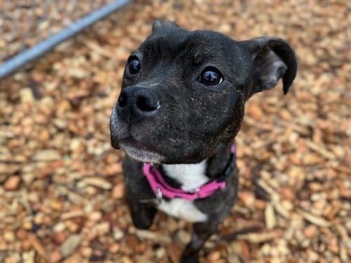 MIA - Pit Bull Terrier available for adoption