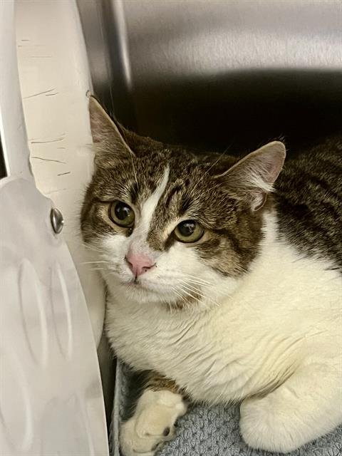 ORGAIN - Domestic Short Hair for adoption in Seattle