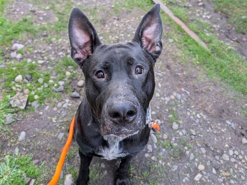 WALTER - Pit Bull Terrier / Labrador Retriever available for adoption