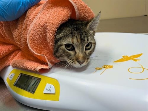 TWIG - Domestic Short Hair for adoption in Seattle