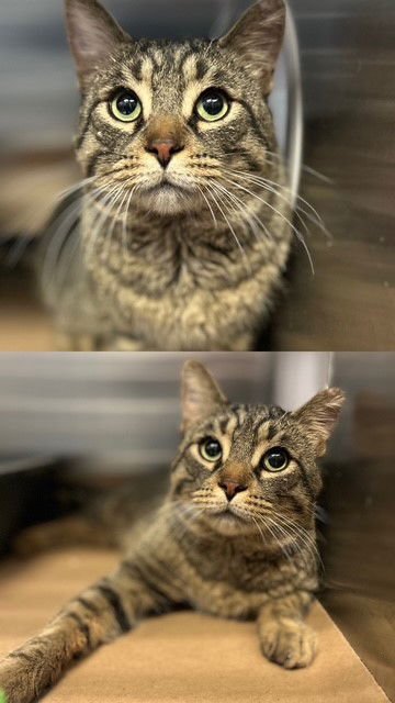 RALFIE - Domestic Short Hair available for adoption