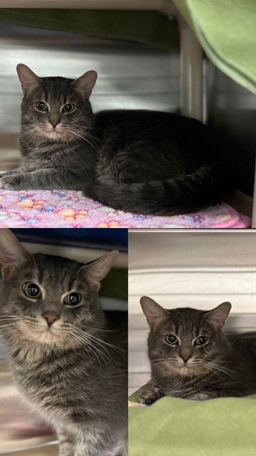 LANNISTER - Domestic Short Hair available for adoption