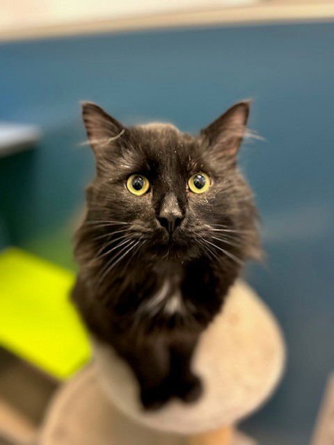 BUSTER - Domestic Long Hair available for adoption